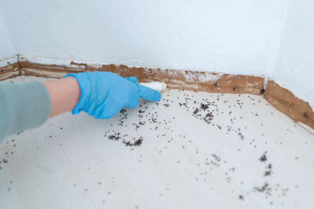 Best Pest Control for Homes  in Miami Heights, OH